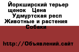 Йоркширский терьер щенок › Цена ­ 12 000 - Удмуртская респ. Животные и растения » Собаки   